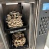 Bio Shiitake Zuchtkultur – Bild 2