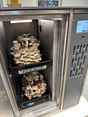 Bio Shiitake Zuchtkultur – Bild 2