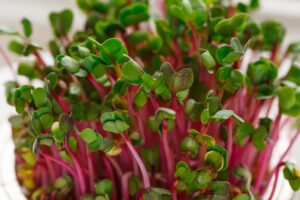 Bio Radieschen Microgreens Samen
