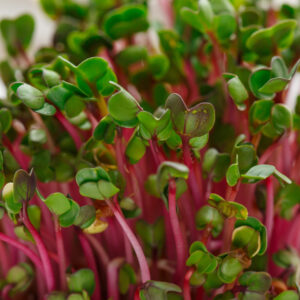 Bio Radieschen Microgreens Samen