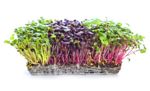 Bio Radieschen Microgreens Samen – Bild 4