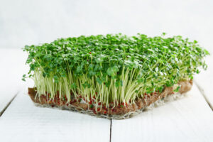 BIO Brokkoli Microgreens Samen – Bild 2