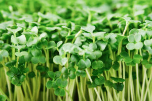 BIO Brokkoli Microgreens Samen – Bild 4
