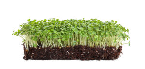BIO Brokkoli Microgreens Samen