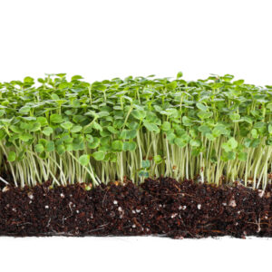 BIO Brokkoli Microgreens Samen
