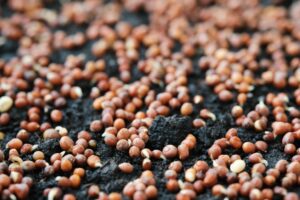BIO Brokkoli Microgreens Samen – Bild 3
