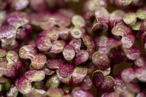 Bio Radieschen Microgreens Samen – Bild 2