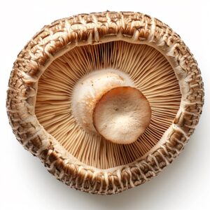 Bio Shiitake Zuchtkultur