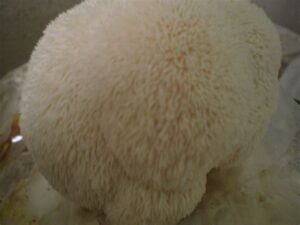 Bio Igelstachelbart Zuchtkultur – Bild 2