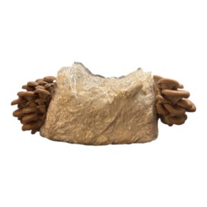 Bio Austernseitling Zuchtkultur 1kg Kultur