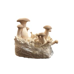 Bio Kräuterseitlinge Zuchtkultur 1kg Kultur