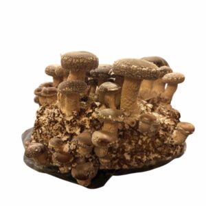 Bio Shiitake Zuchtkultur 1kg Kultur